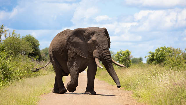Adult Elephant Expo