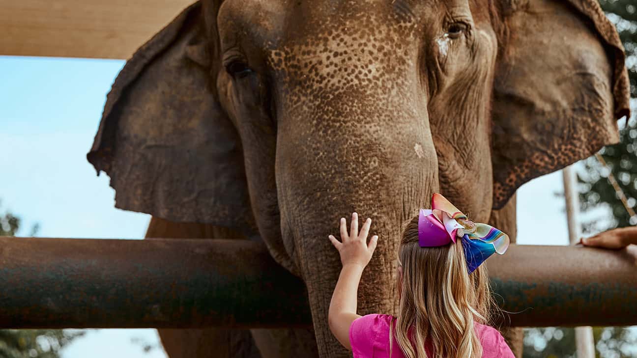 Little girl petting an elephant