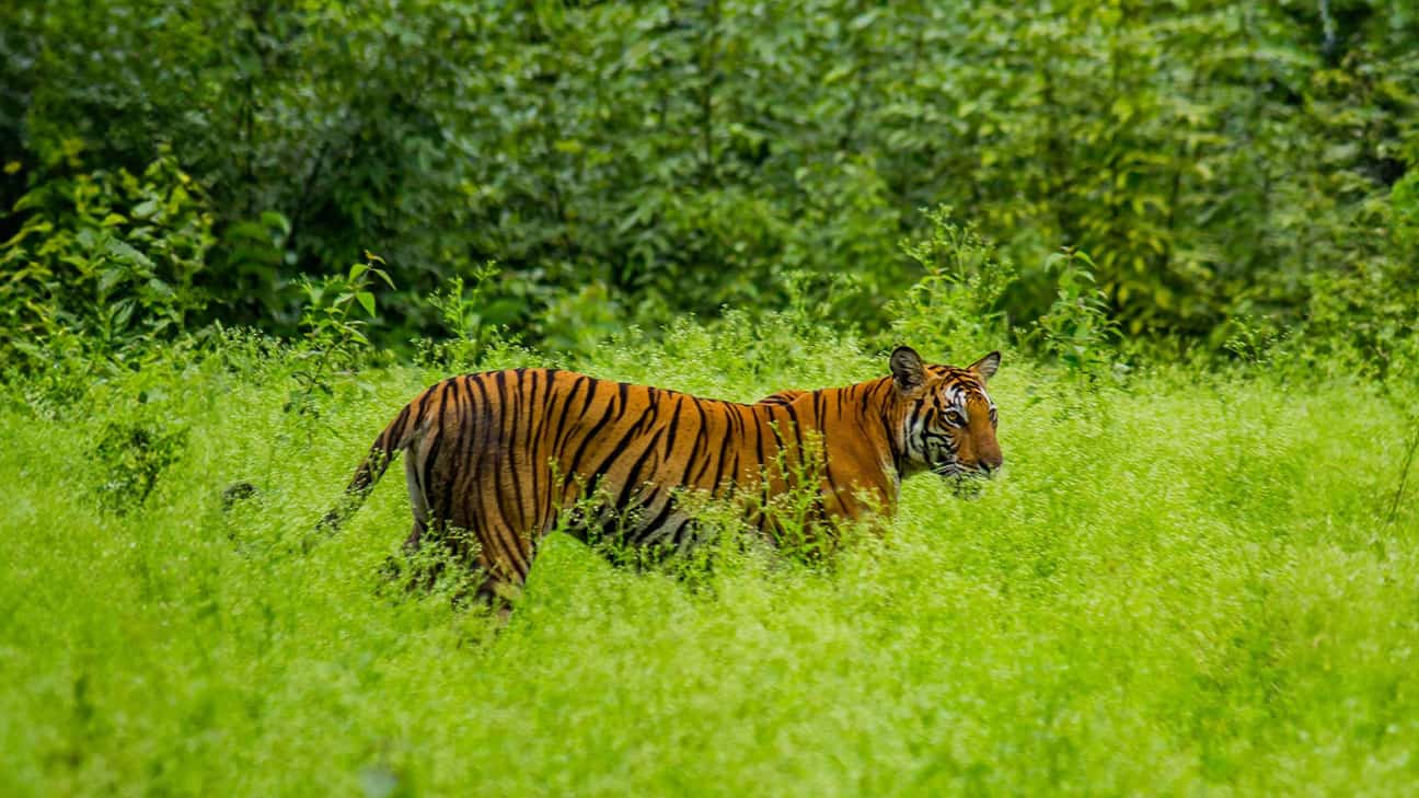 Tiger walking through tall grass