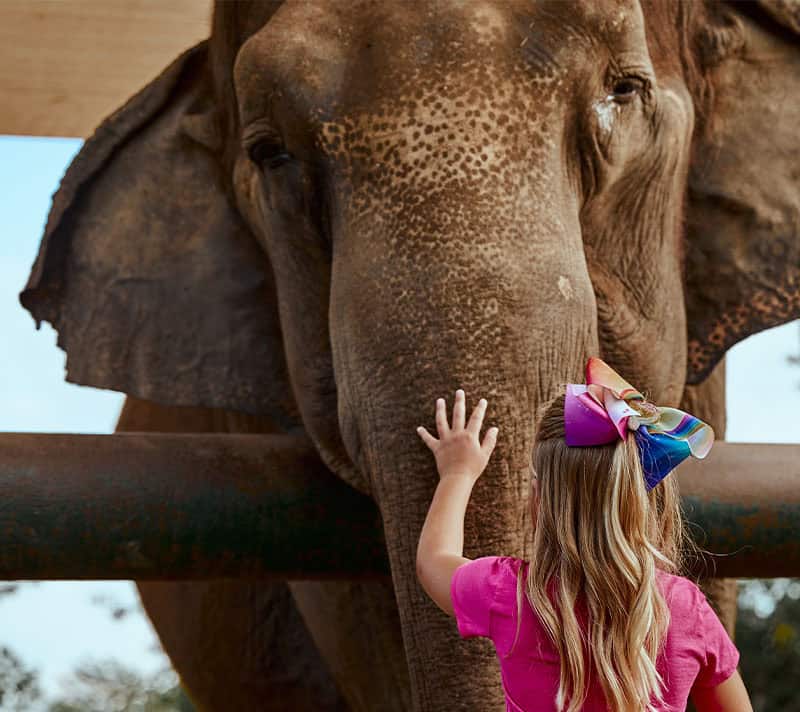 A child petting an elephant