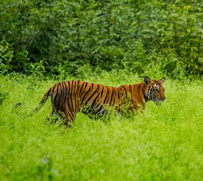 A tiger walking in tall grass.