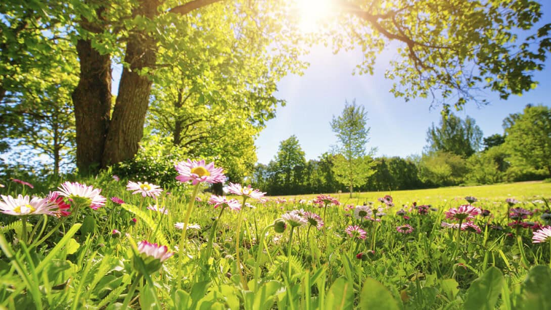 A field with green grass, trees, and pink flowers.