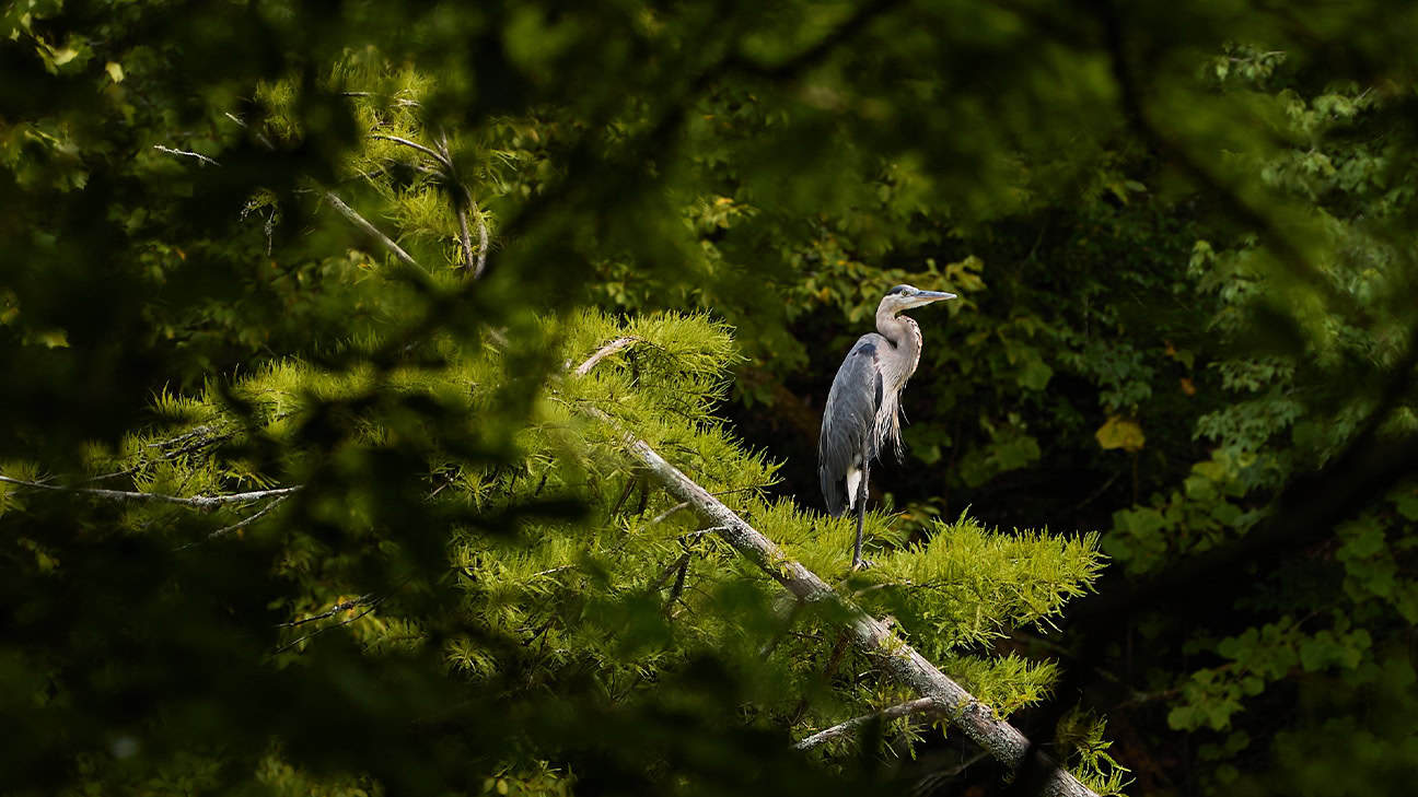 A crane sitting on top of a branch looking away from the camera.