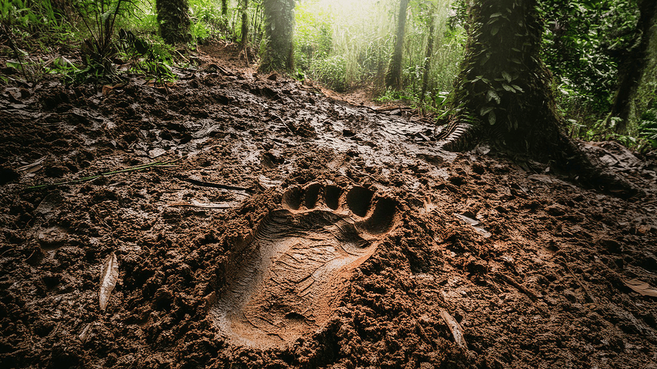 Big Foot's foot print in the woods.